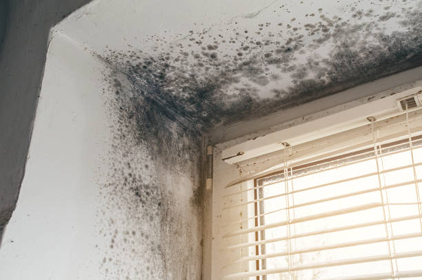 Affordable Mold Remediation solutions in Holbrook, NY